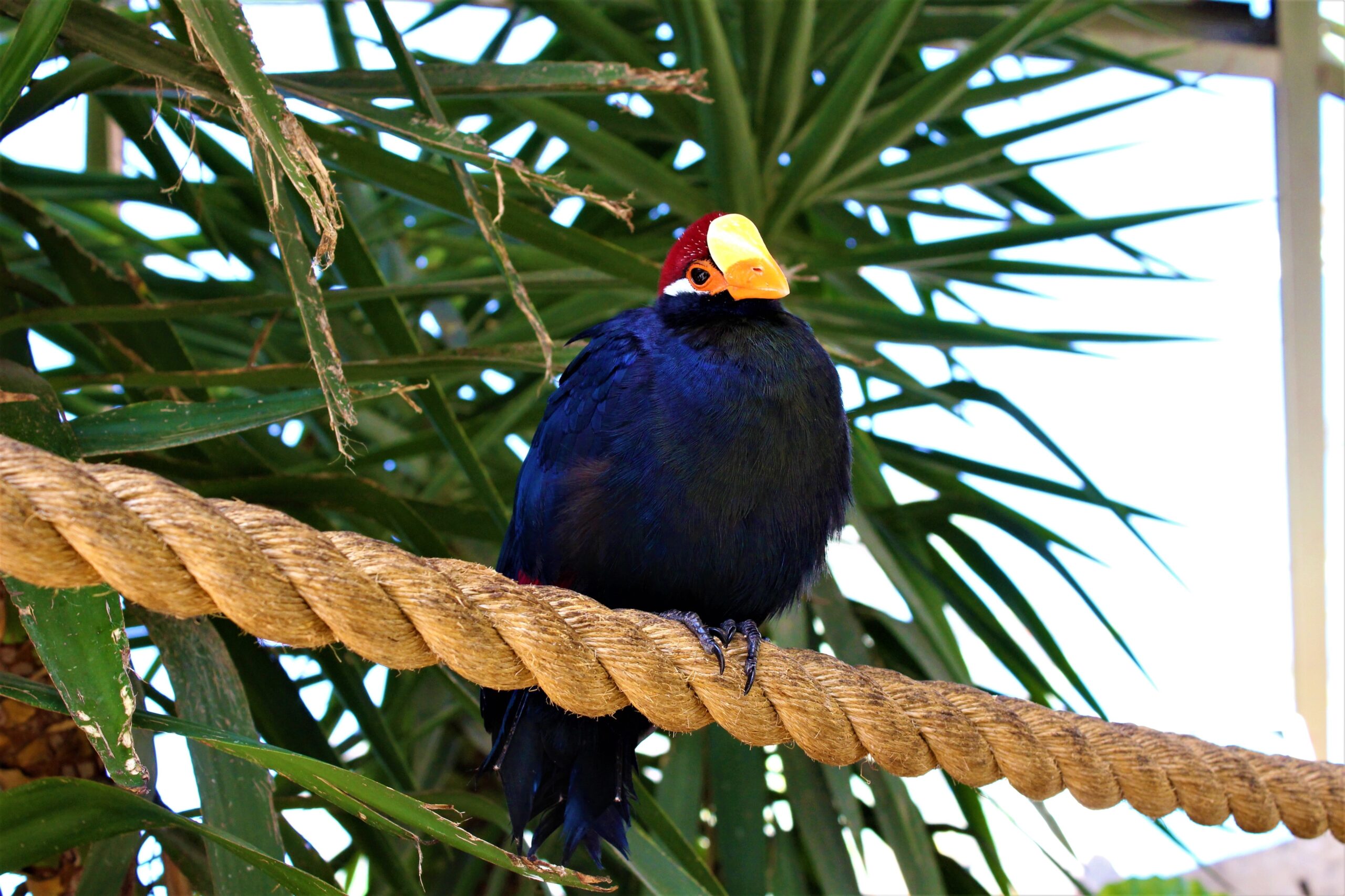 Blue Cardinal Photography in Annville